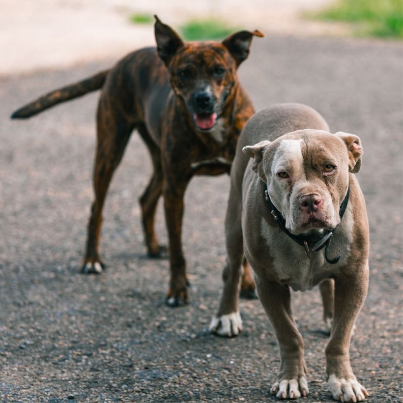 Lucy_Zeus_Bills_Auto_Glass_Amarillo_TX